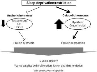 The Science Behind Sleep and​ Muscle Repair