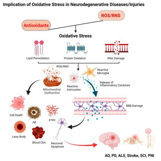 How Antioxidants Neutralize Cellular Damage