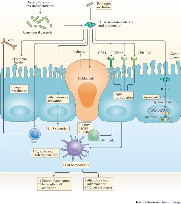 The Role of Gut microbiota in⁣ Immune system Performance