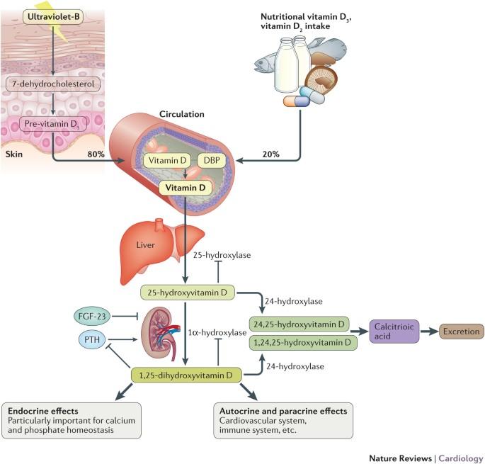 Exploring Vitamin⁣ D’s Influence on Cardiovascular ​Function