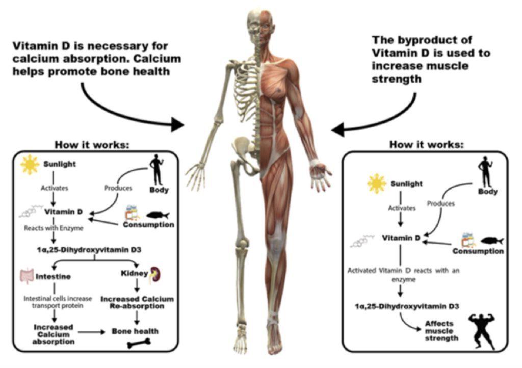 The Impact of ⁤Vitamin D‍ on bone Density and⁤ Fracture prevention