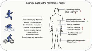 Practical Exercise ⁣Guidelines to ⁢Enhance Immune Health‍ year-Round