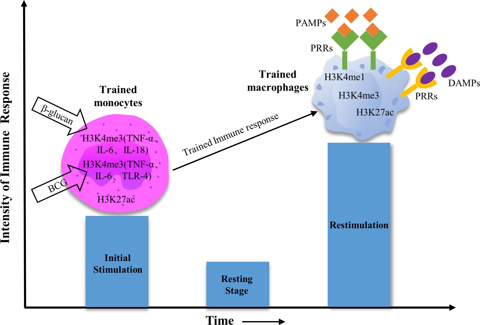 The ⁢Role ‌of Intensity and Duration⁢ in ‍Immune⁢ Response