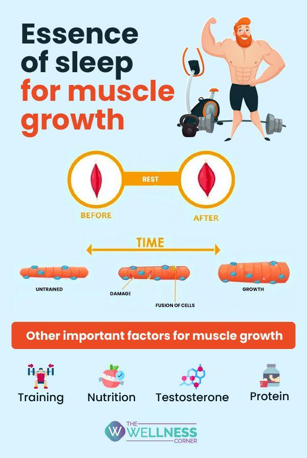 Read more about the article The Role of Sleep in Recovery and Muscle Growth