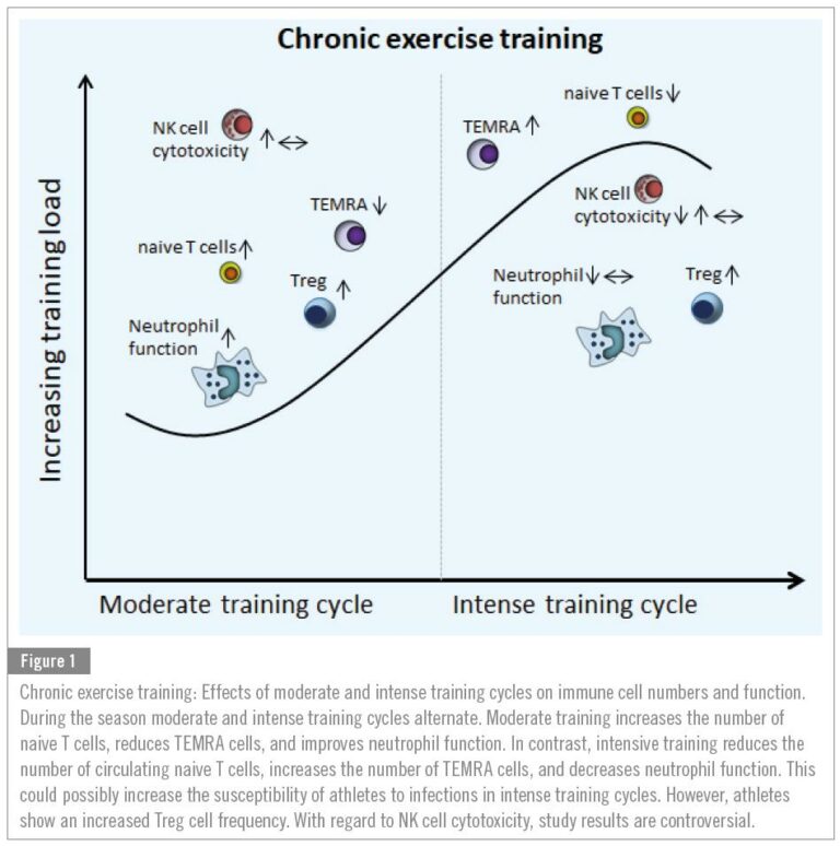 Read more about the article The Link Between Exercise and Immune Function