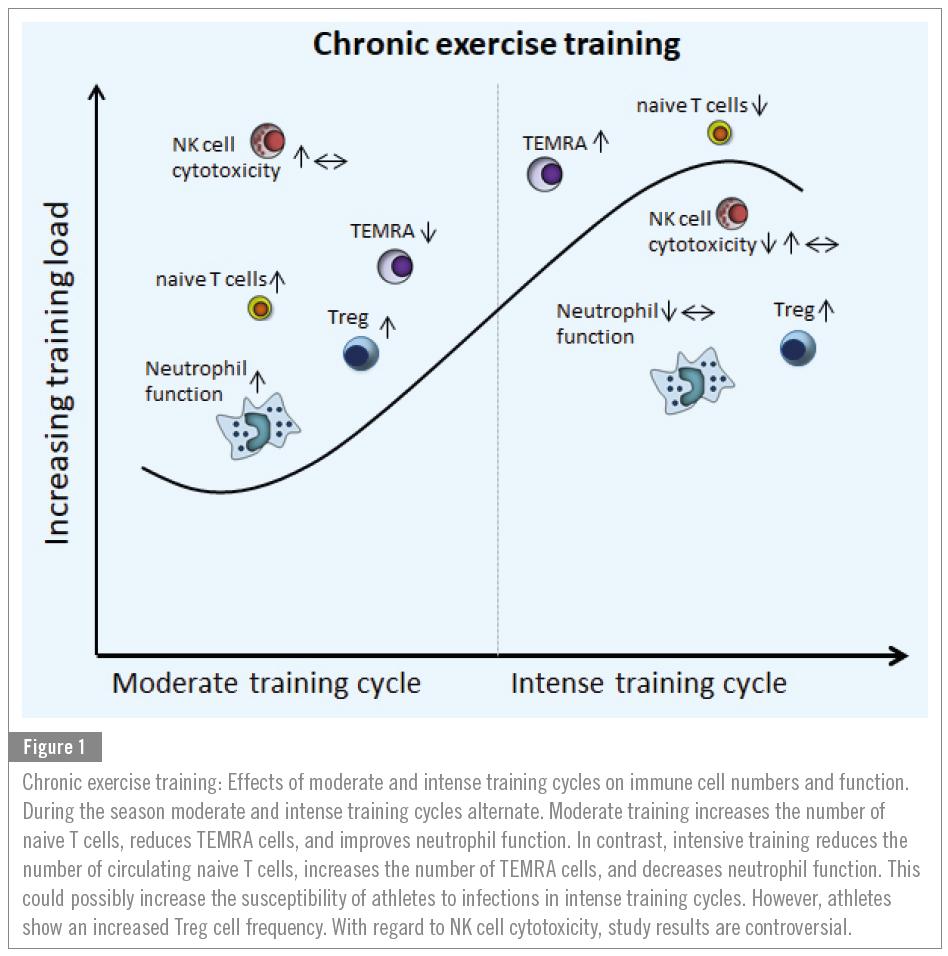 The Link Between Exercise and Immune Function