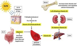The Role of Vitamin D in Bone and Heart Health