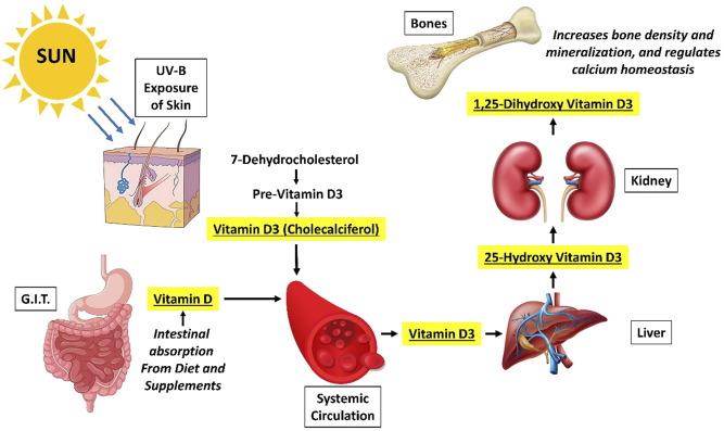 Read more about the article The Role of Vitamin D in Bone and Heart Health
