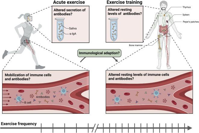 Nutrition and Hydration strategies to Support Exercise-Induced Immunity