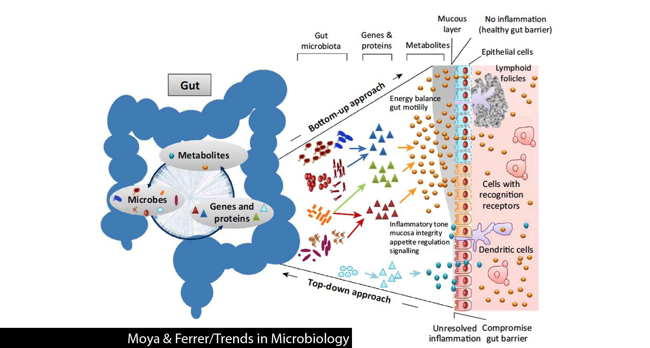 Dietary Choices That Foster‌ a Healthy​ Gut⁣ Environment